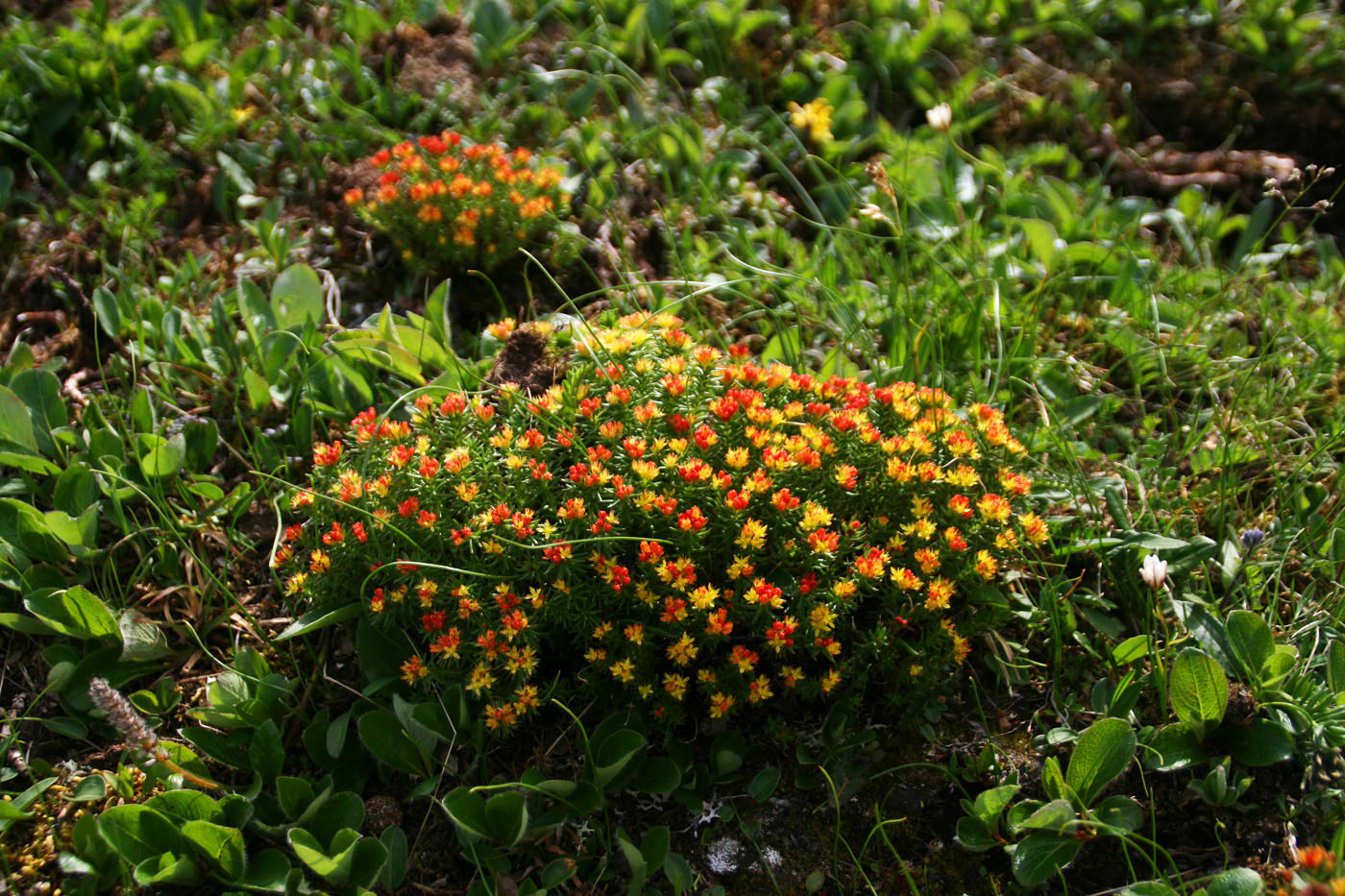 Изображение особи Rhodiola quadrifida.