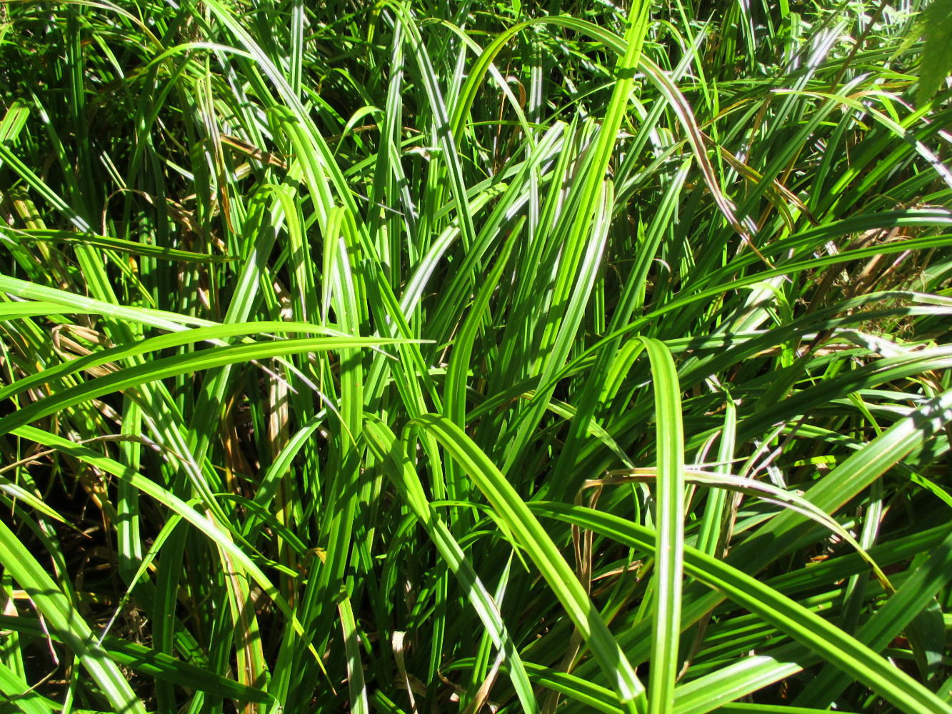 Изображение особи Scirpus sylvaticus.