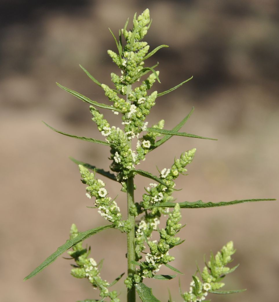 Изображение особи Dysphania ambrosioides.