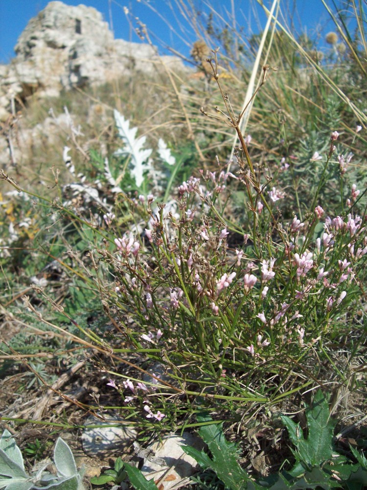 Изображение особи Asperula petraea.