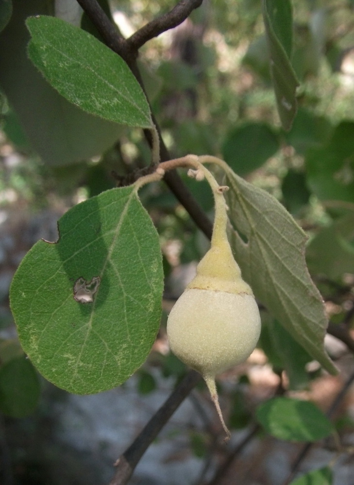 Изображение особи Styrax officinalis.