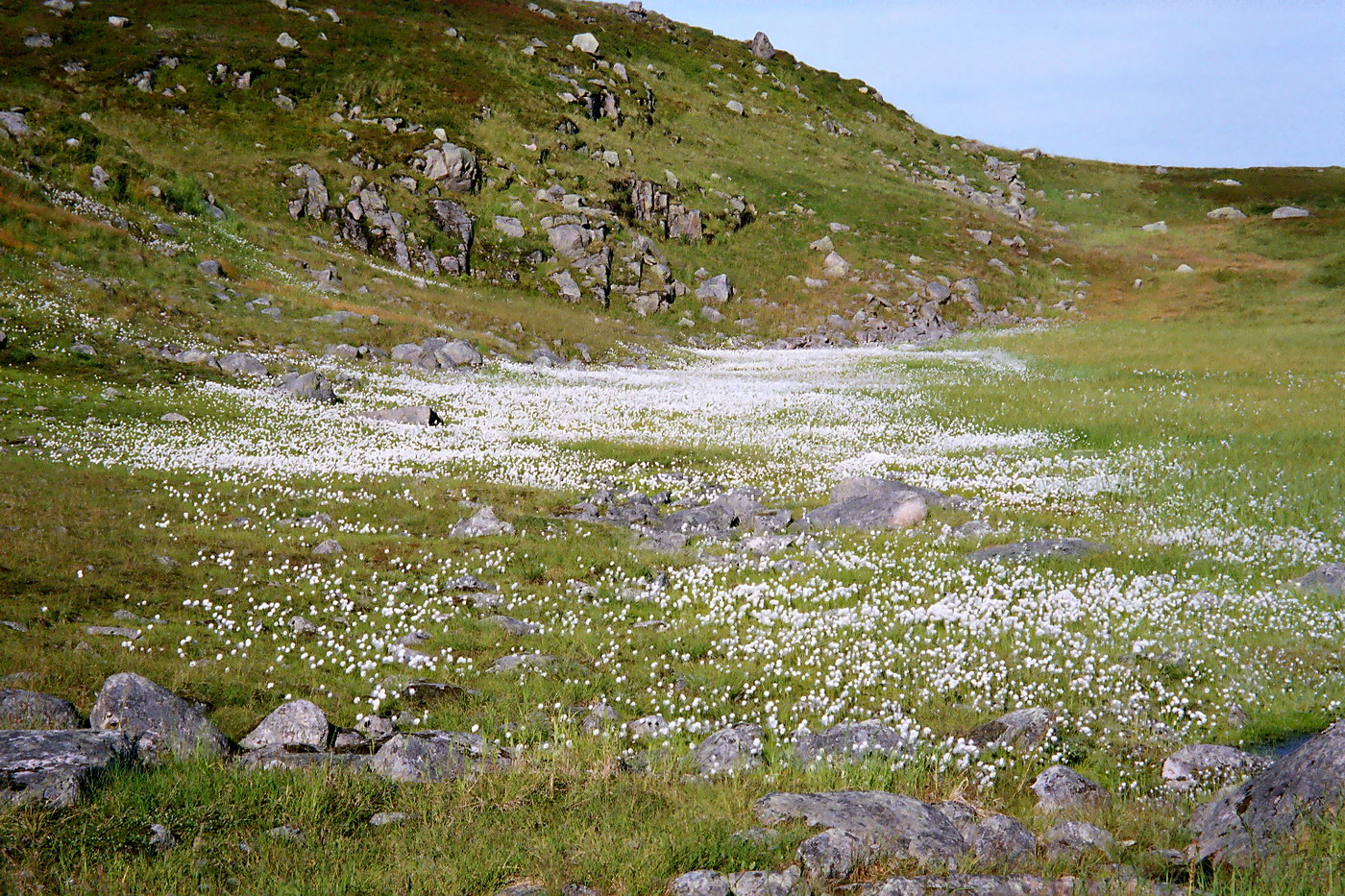 Изображение особи Eriophorum scheuchzeri.