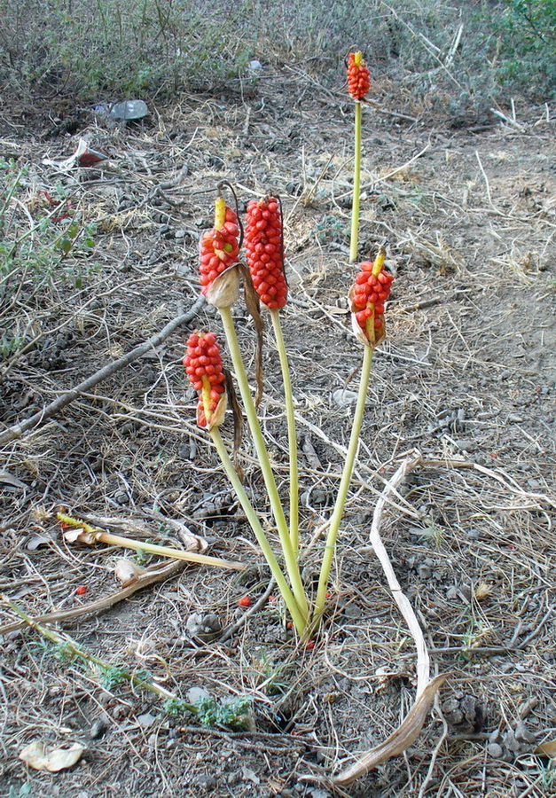 Image of genus Arum specimen.