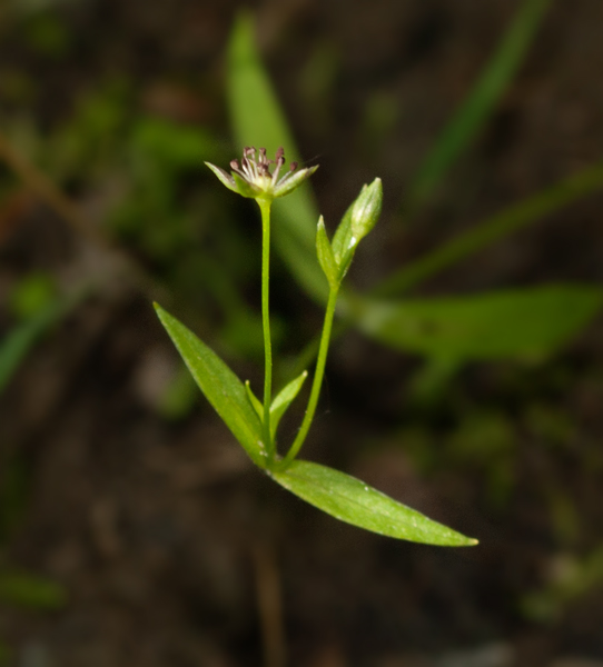 Изображение особи род Stellaria.