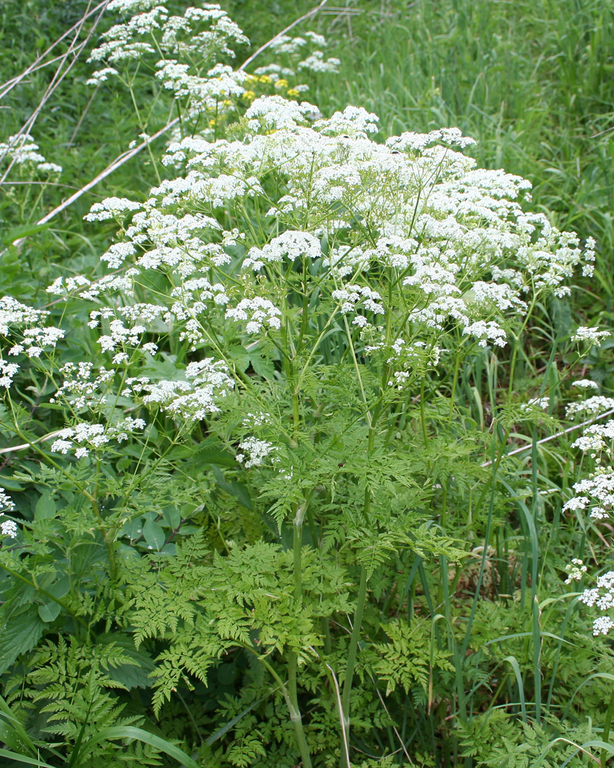 Image of Anthriscus sylvestris var. nemorosa specimen.