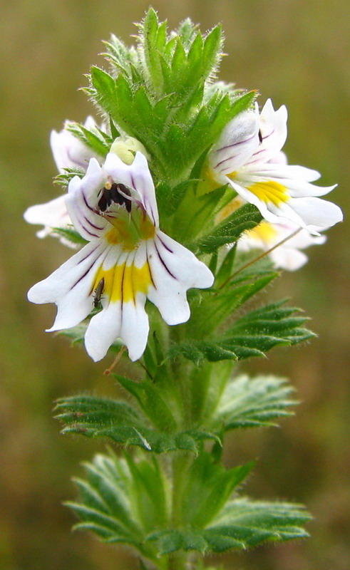 Изображение особи Euphrasia fennica.