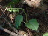 Orthilia obtusata. Цветущее растение в каменноберезовом лесу. Камчатский край, Елизовский р-н.