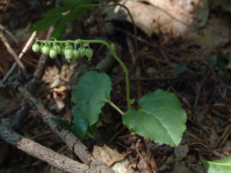 Изображение особи Orthilia obtusata.