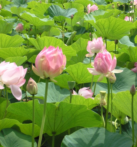 Изображение особи Nelumbo komarovii.