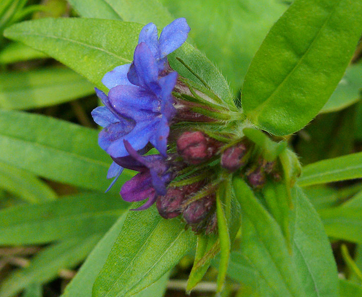 Image of Aegonychon purpureocaeruleum specimen.