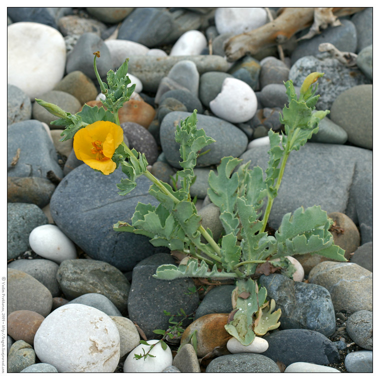 Изображение особи Glaucium flavum.