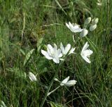 Ornithogalum fischerianum. Соцветие. Волгоградская обл., Городищенский р-н, балка Песчаная. 25.05.2005.