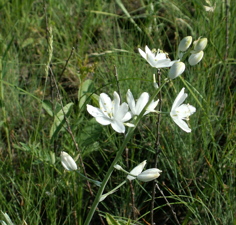 Изображение особи Ornithogalum fischerianum.