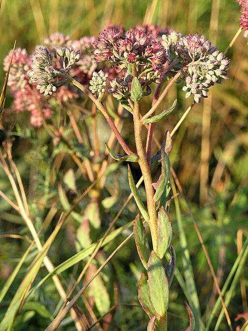 Изображение особи Hylotelephium triphyllum.