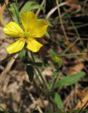 genus Ranunculus
