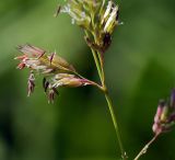 Phalaroides japonica