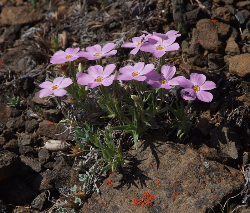 Изображение особи Phlox sibirica.