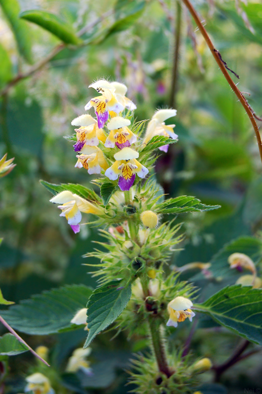 Изображение особи Galeopsis speciosa.