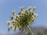 Daucus carota subspecies maximus. Соцветие (вид со стороны обёртки). Греция, о. Крит, холмы в южной окр. Ретимно (Ρέθυμνο), обочина дороги, маквис. 02.05.2014.