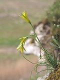 Gagea bulbifera. Цветущее растение. Западный Крым, скалы на южном берегу озера Донузлав. 20 апреля 2015 г.