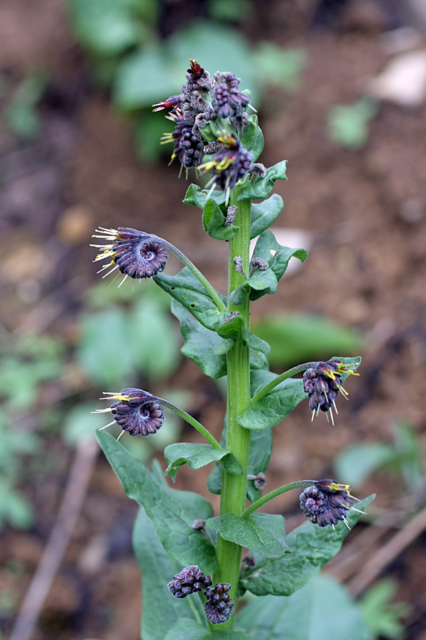 Изображение особи Solenanthus circinnatus.