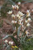 Tulipa bifloriformis