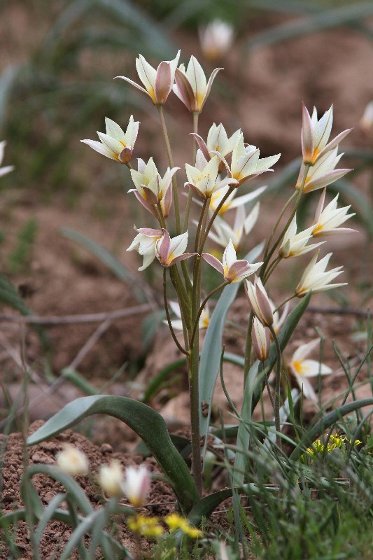 Image of Tulipa bifloriformis specimen.