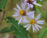 Aster sibiricus