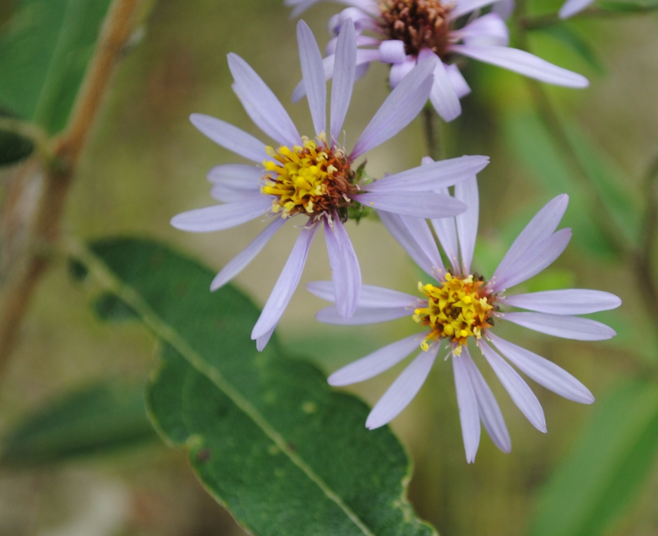Image of Aster sibiricus specimen.