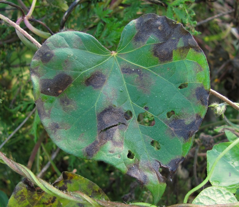 Image of Ipomoea purpurea specimen.