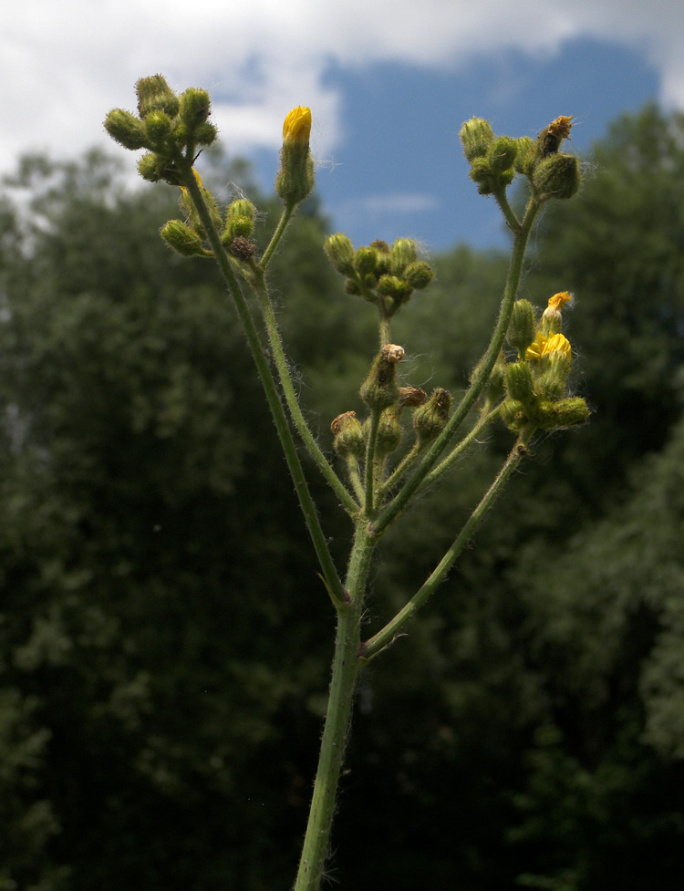 Изображение особи Sonchus palustris.