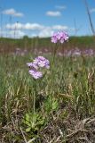 Primula farinosa