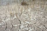 Equisetum fluviatile. Заросли на гаже по берегу обмелевшего водоёма. Ленинградская обл., Волосовский р-н. 28.09.2014.