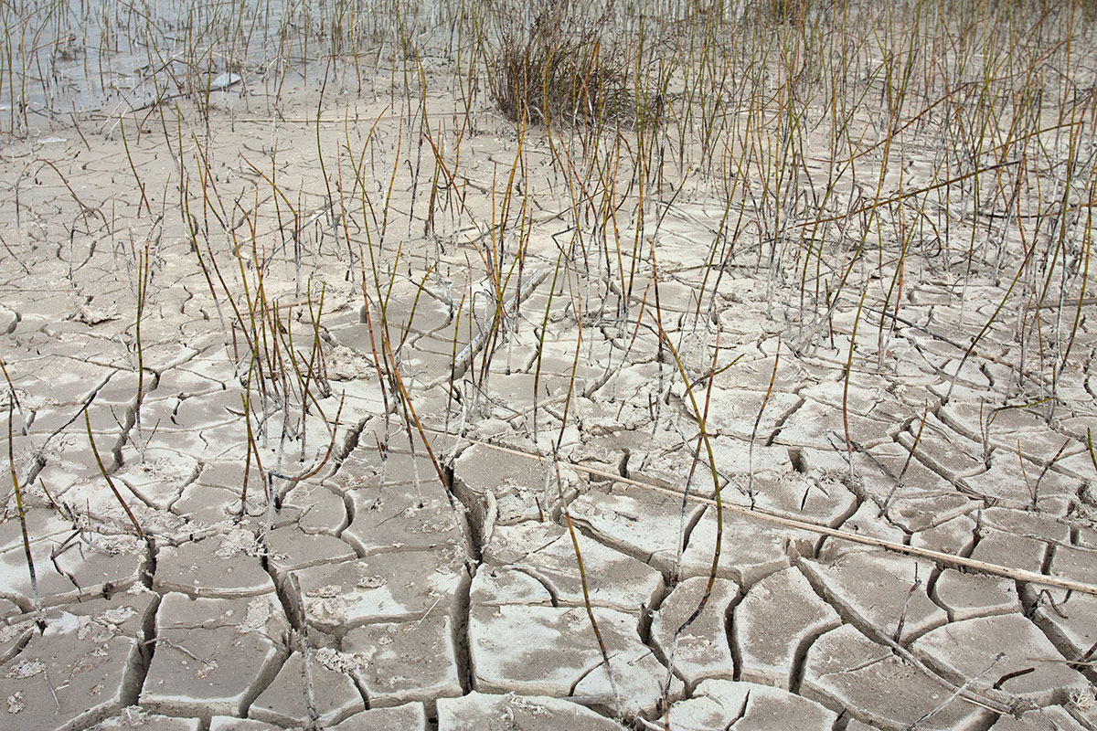 Image of Equisetum fluviatile specimen.