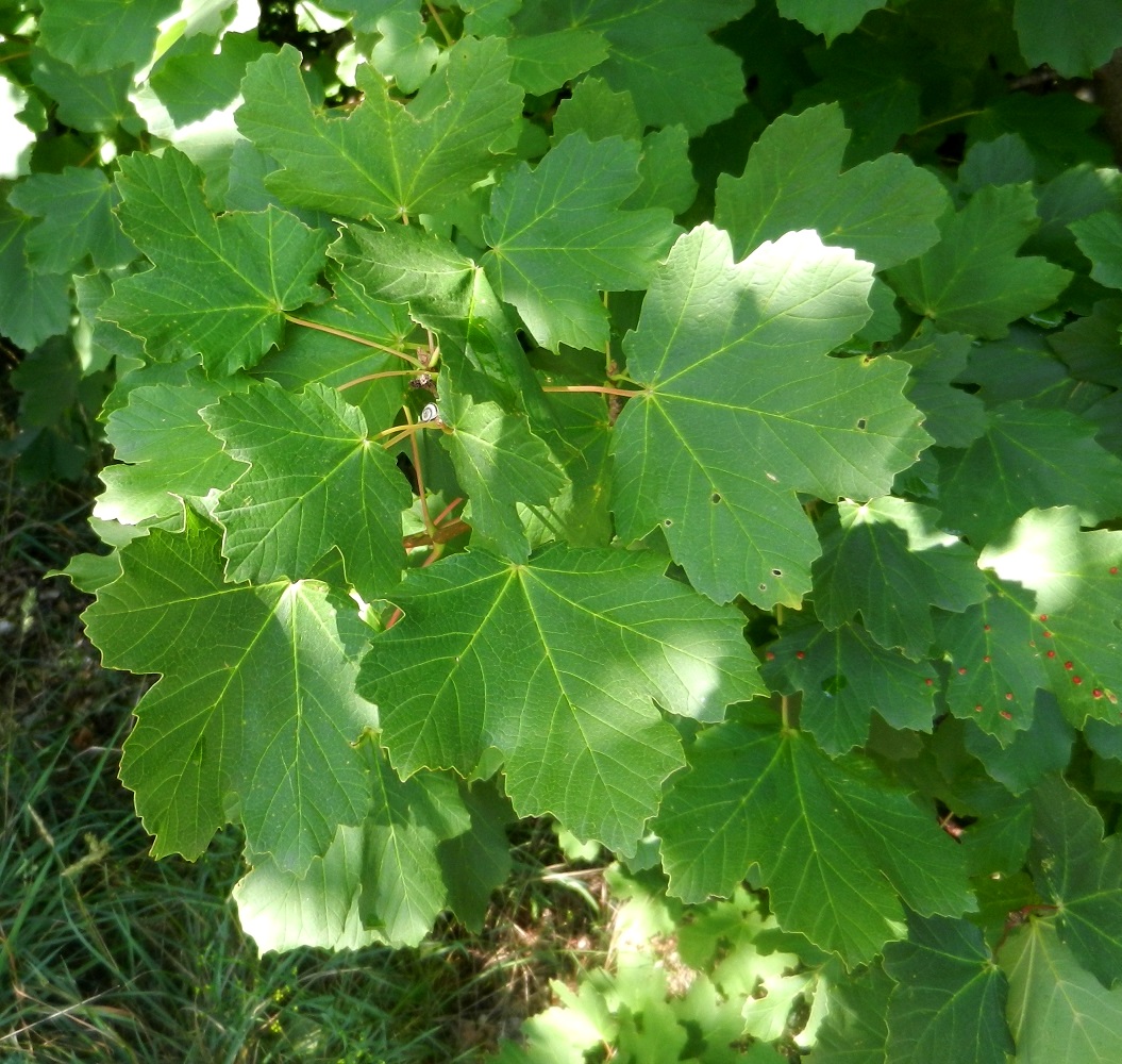 Image of Acer opalus specimen.