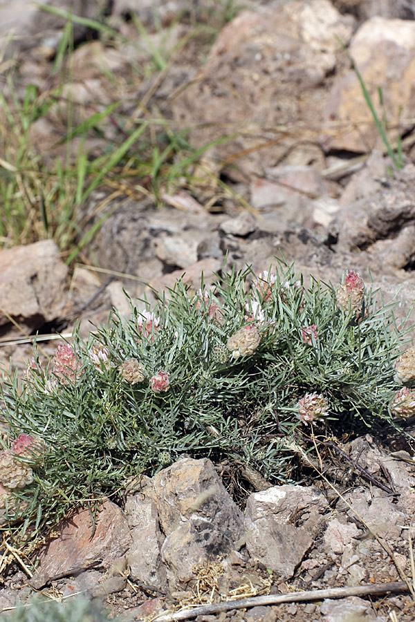 Изображение особи Astragalus inaequalifolius.