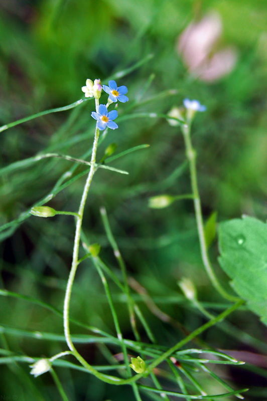 Image of Myosotis cespitosa specimen.