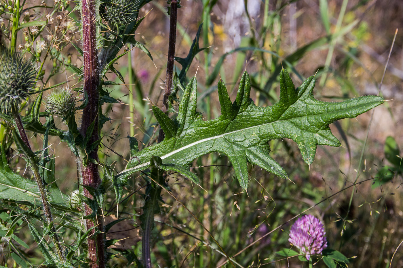 Изображение особи Cirsium vulgare.