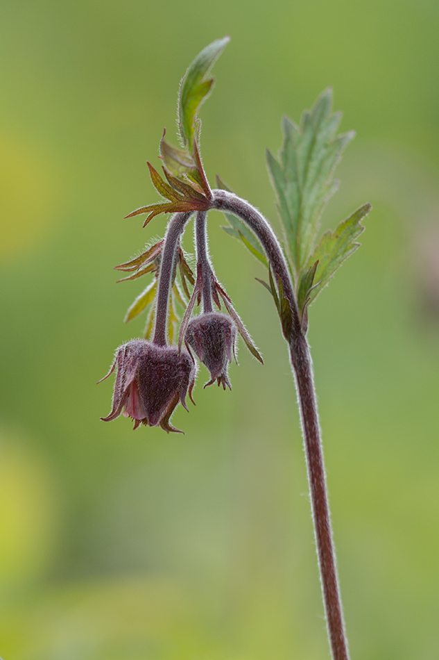 Image of Geum rivale specimen.