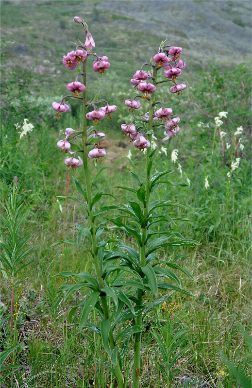 Изображение особи Lilium pilosiusculum.