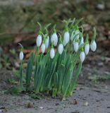 Galanthus elwesii