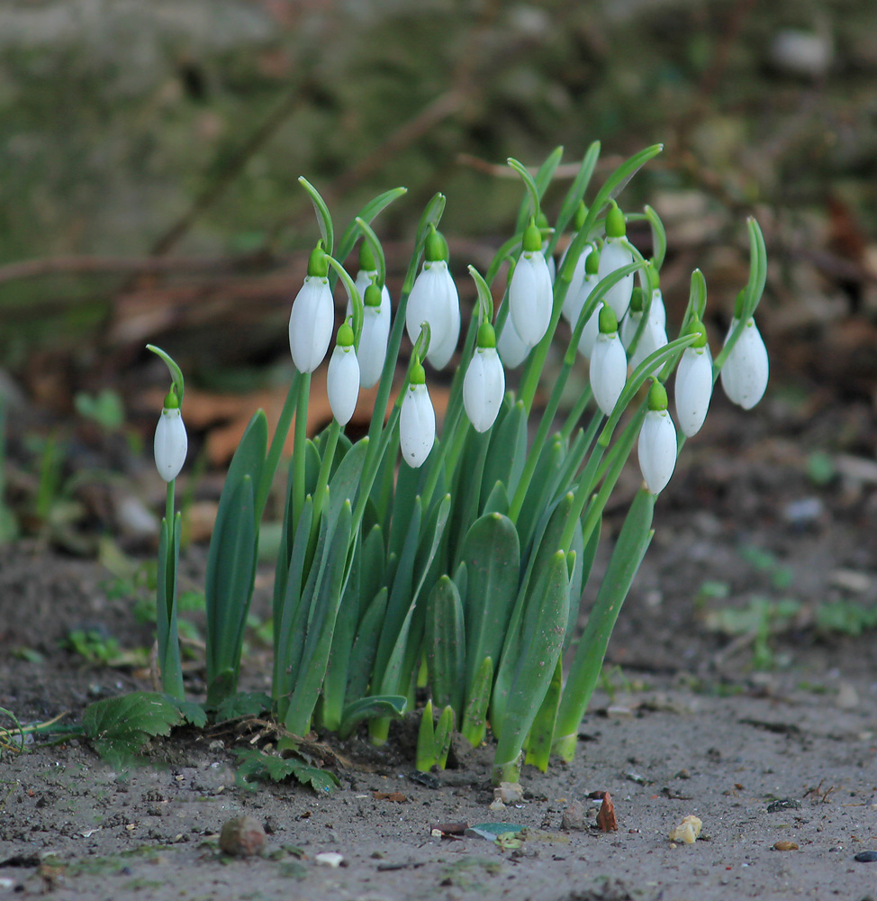 Image of Galanthus elwesii specimen.