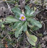 Bellis sylvestris