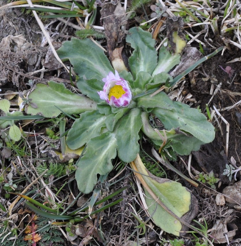 Изображение особи Bellis sylvestris.