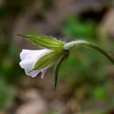 Geranium sibiricum