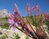 Chamaenerion colchicum