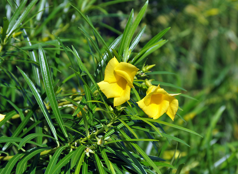 Image of Thevetia peruviana specimen.