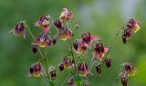 Aquilegia oxysepala