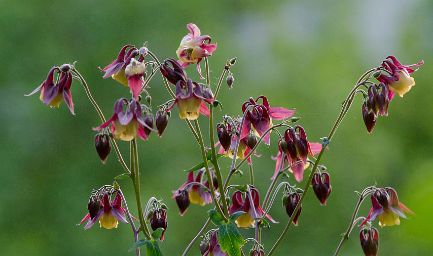 Изображение особи Aquilegia oxysepala.