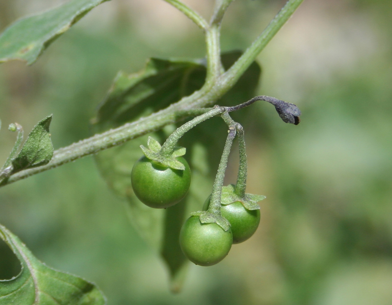 Image of Solanum nigrum specimen.